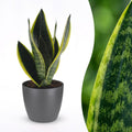 Sansevieria Future Superb (mother-in-law's tongue) in grey Potter decorative pot – Ø12 cm, 35 cm high
