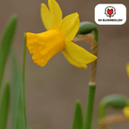 Narcis 'Tête-à-Tête' – 25 blomsterløg