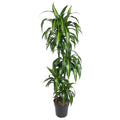 Dracaena Hawaiian Sunshine (Drachenbaum) – Ø 27 cm, 150 cm hoch