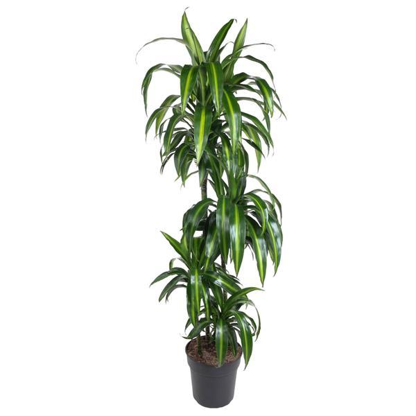 Dracaena Hawaiian Sunshine (drakenboom) – Ø27 cm, 150 cm hoog