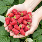 Rubus idaeus 'Heritage' (hindbær) – 3 planter, Ø9 cm, 35 cm høje