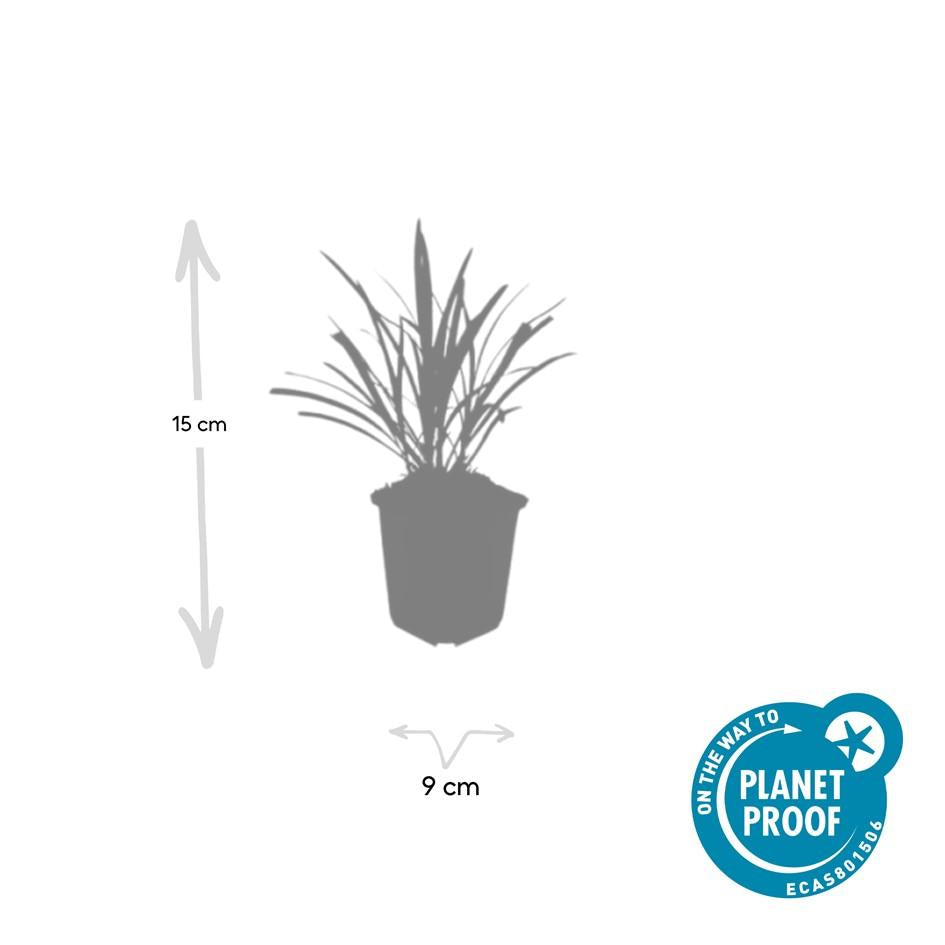 Liriope muscari 'Ingwersen' (Liliengras) – 48 Pflanzen, Ø 9 cm, 10–25 cm hoch – Bild 3