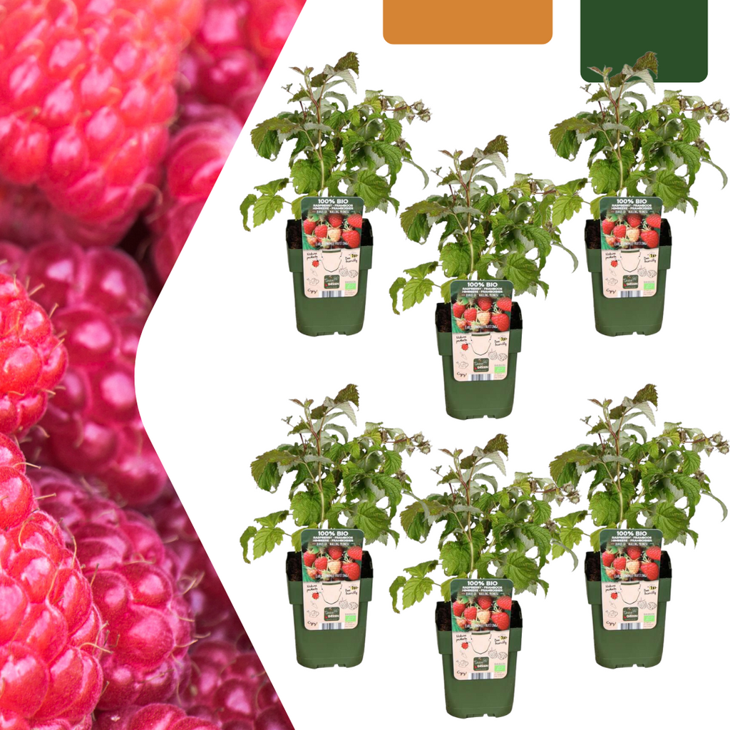 Raspberry (Rubus idaeus) organic – 6 plants, Ø13 cm, 20 cm high