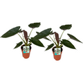 2× Alocasia Wentii (elefantøre) – Ø19 cm, 85 cm høj