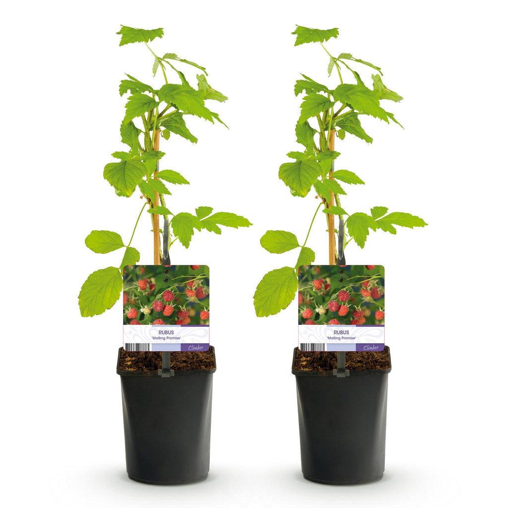 Rubus 'Mailing Promise' (rød hindbær) – 2 planter, Ø11 cm, 40 cm høje – billede 2