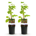 Rubus 'Mailing Promise' (rød hindbær) – 2 planter, Ø11 cm, 40 cm høje