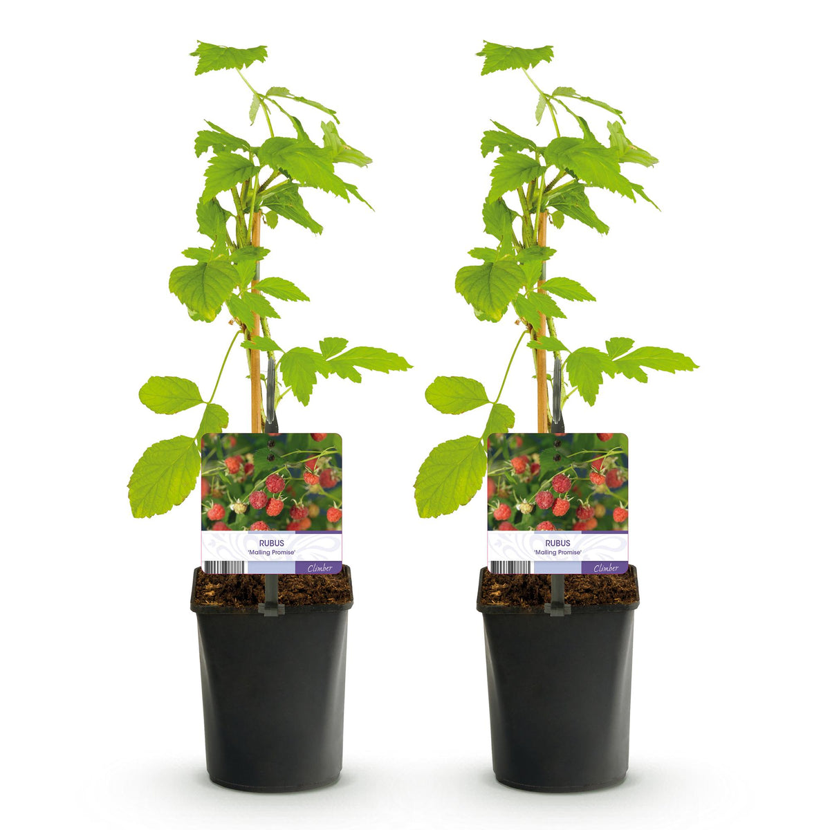 Rubus 'Mailing Promise' (rød hindbær) – 2 planter, Ø11 cm, 40 cm høje – billede 2