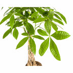 Pachira aquatica (money tree) – Ø21 cm, 90–110 cm tall