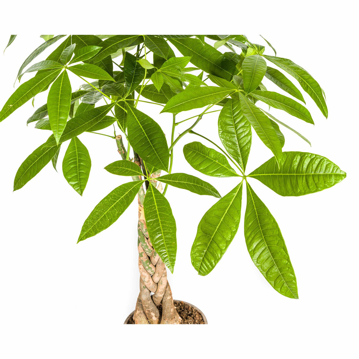 Pachira aquatica (pengaträd) – Ø21 cm, 90–110 cm hög