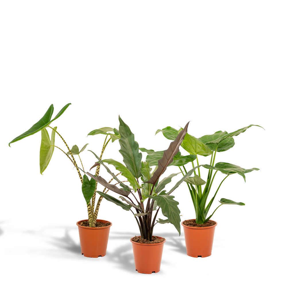 Alocasia Lauterbachiana (oreille d'éléphant) – Ø19 cm, 75 cm de haut – cucullata