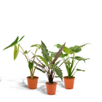 Alocasia Lauterbachiana (oreille d'éléphant) – Ø19 cm, 75 cm de haut – cucullata
