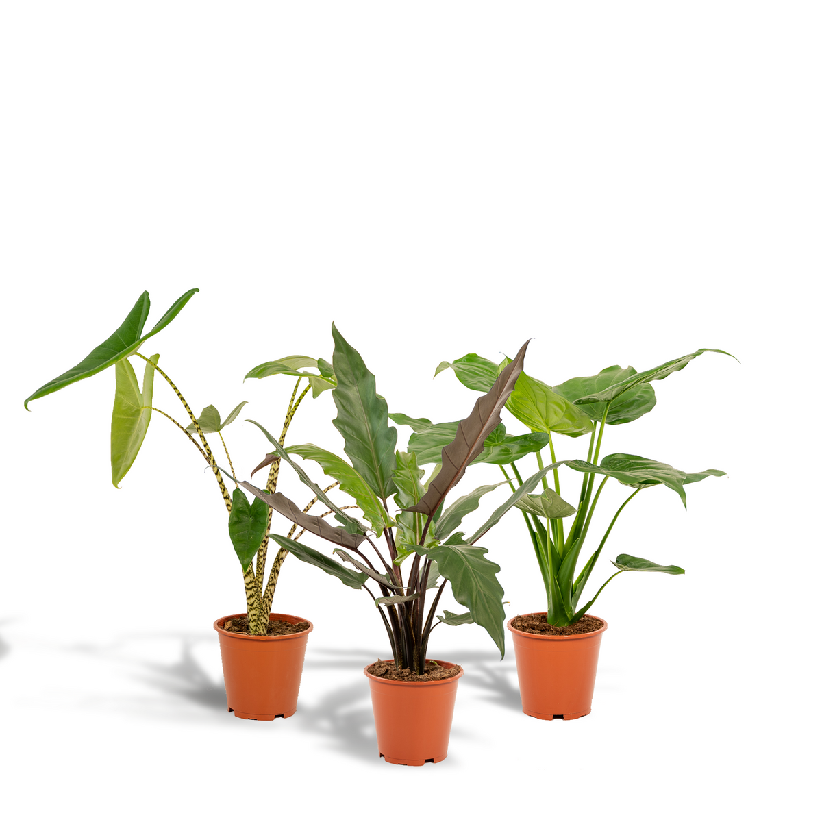 Alocasia Lauterbachiana (oreille d'éléphant) – Ø19 cm, 75 cm de haut – cucullata