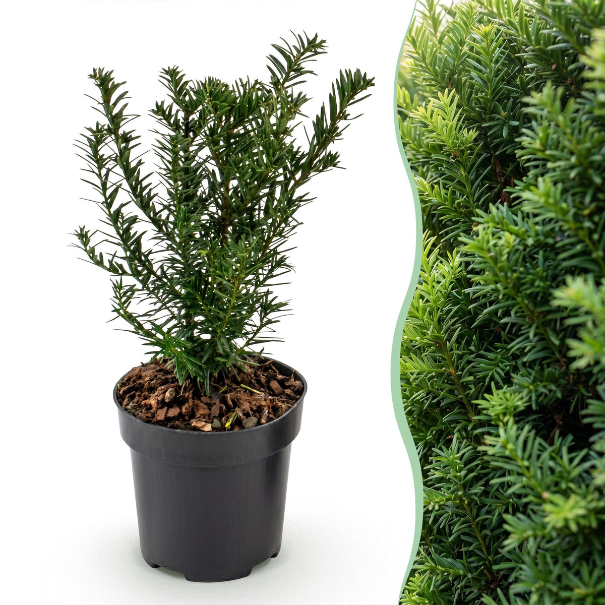 Taxus baccata (if bien-aimé) – 40 plants, Ø9 cm, 20–30 cm de haut – photo 3