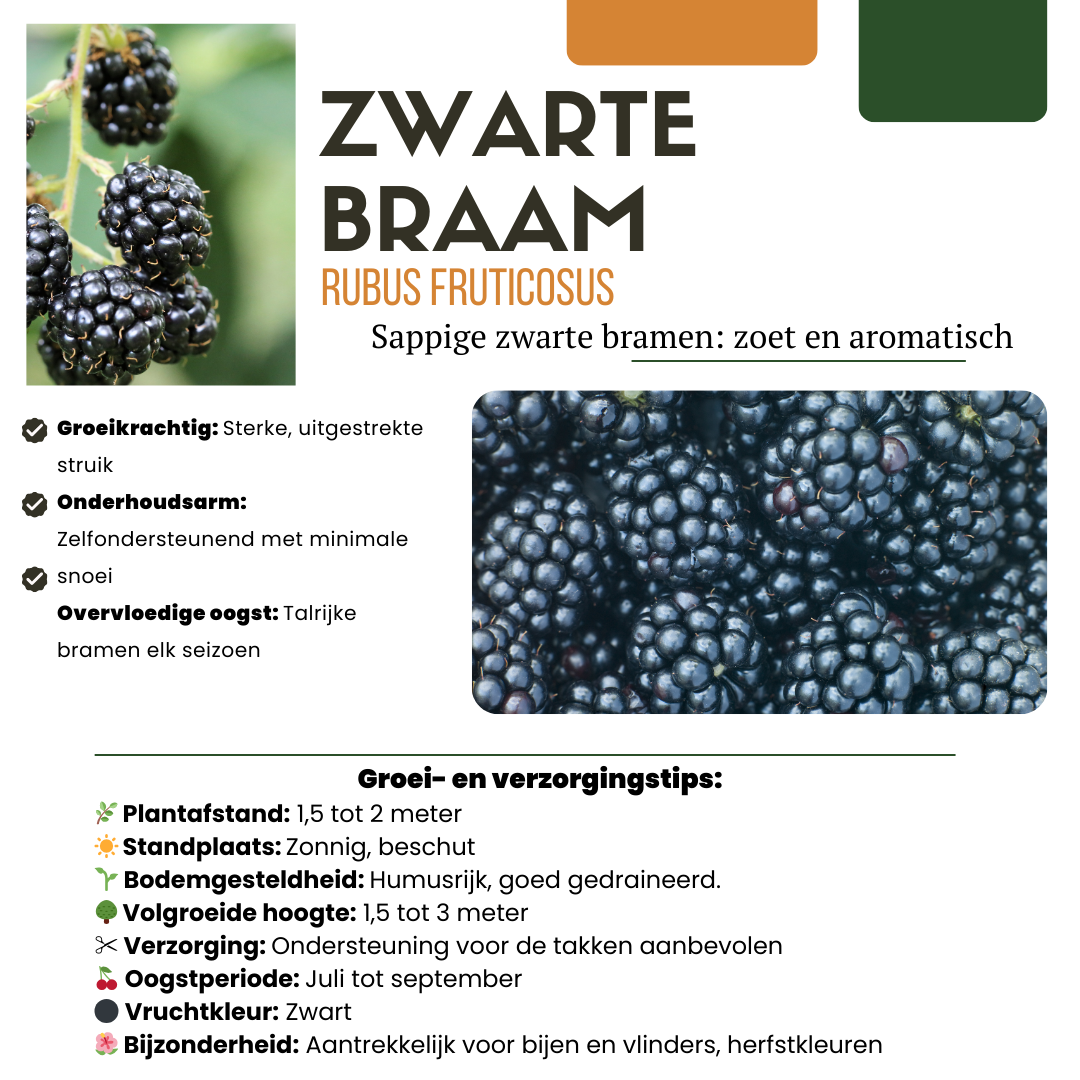 Fruitplantenset "Vruchtenparadijs" biologisch – 4 planten, 20 cm hoog