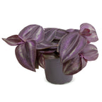 Tradescantia Purple Joy – Ø 6 cm, 5 cm hoch