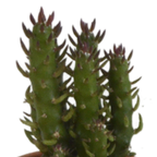 Kaktusmix (Cactaceae) i terrakottakrukke – Ø6 cm, 13 cm høj