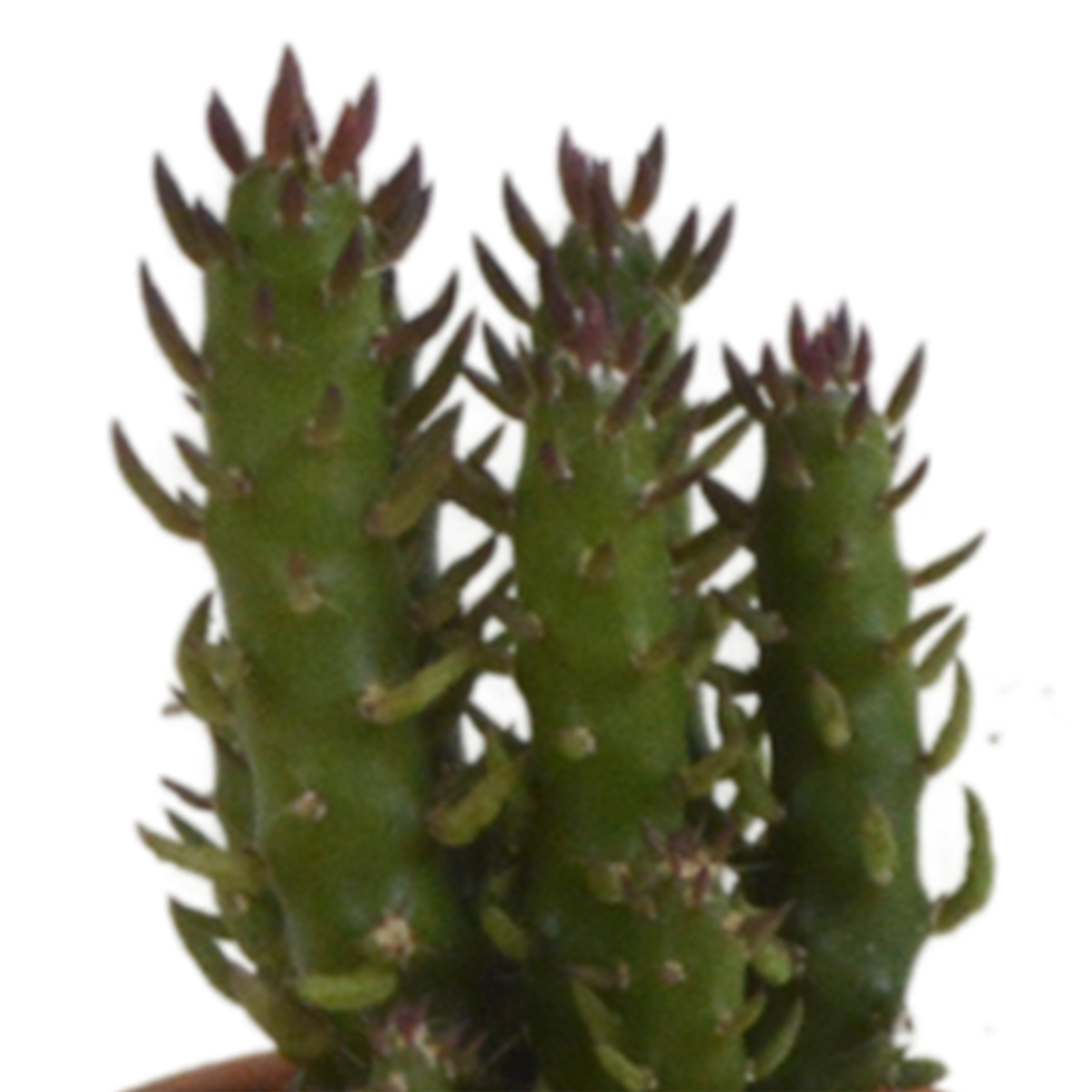 Kaktusmix (Cactaceae) i terrakottakrukke – Ø6 cm, 13 cm høj