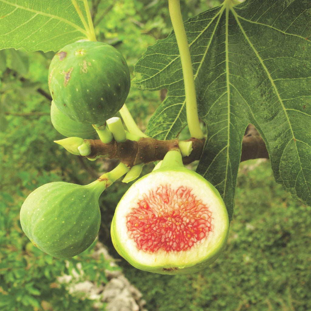 Ficus carica 'Brown Turkey' (fig tree) – 2 plants, Ø15 cm, 50 cm high – photo 5