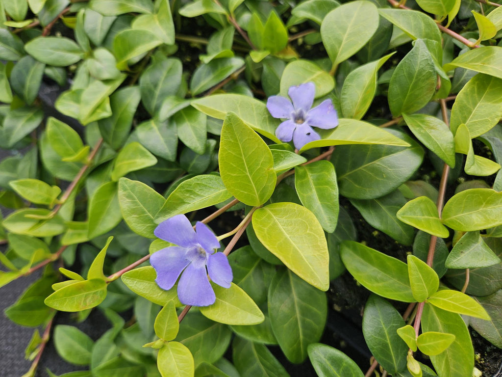 Vinca minor 'La Grave' (almindelig eføj) – 48 planter, Ø9 cm, 10–25 cm høje – billede 6