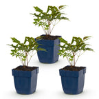 Astilbe 'Fanal' (Flieder-Ampfer) – rot – 3 Pflanzen, Ø11 cm, 15–25 cm hoch