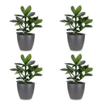 4× Clusia Princess en pot de fleurs gris – Ø12 cm, 40 cm de haut
