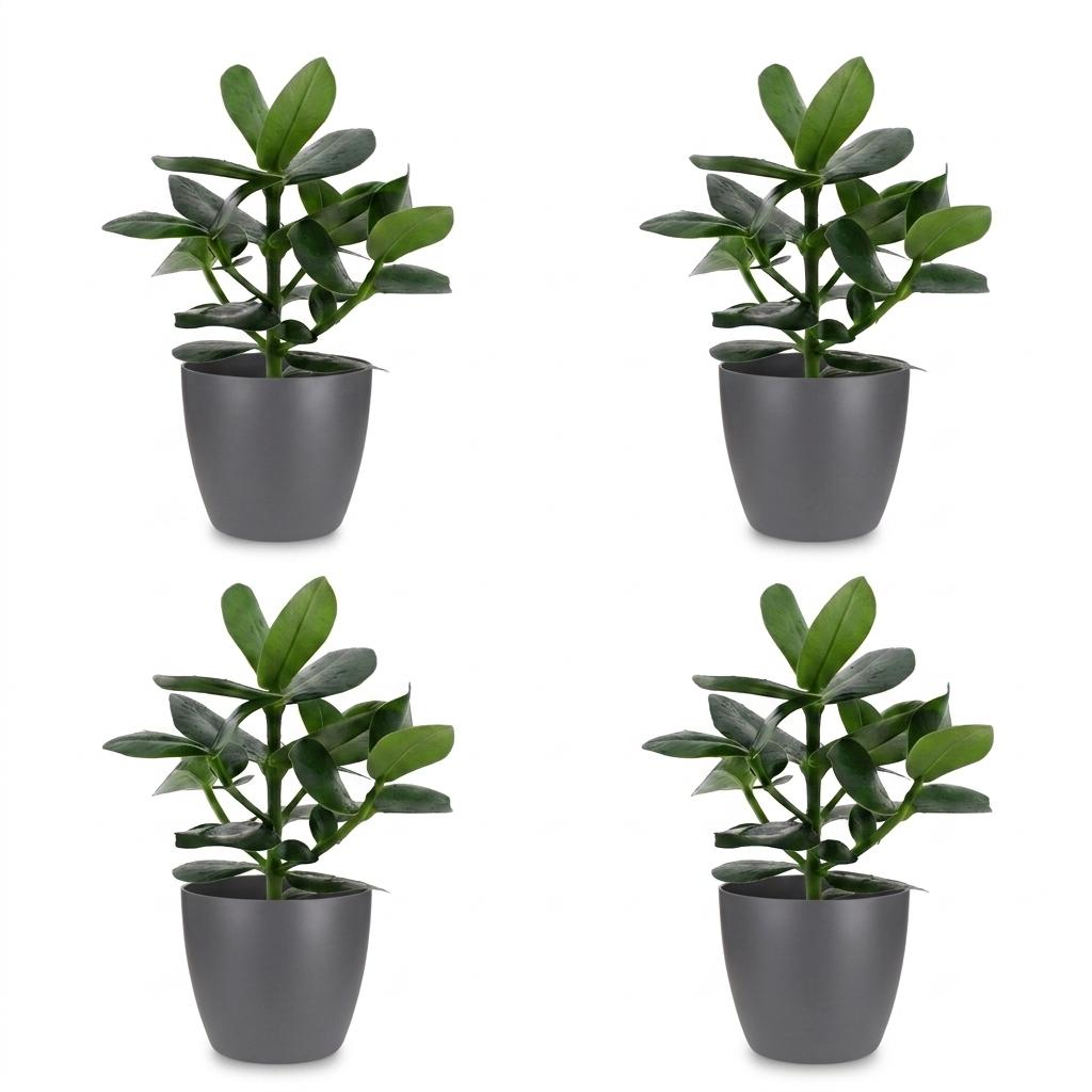 4× Clusia Princess en pot de fleurs gris – Ø12 cm, 40 cm de haut