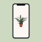 Bromelia Ananas (ananasplante) – Ø12 cm, 30 cm høj