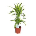 Dracaena Lemon Lime (Drachenbaum) – Ø 17 cm, 65 cm hoch