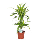 Dracaena Lemon Lime (Drachenbaum) – Ø 17 cm, 65 cm hoch