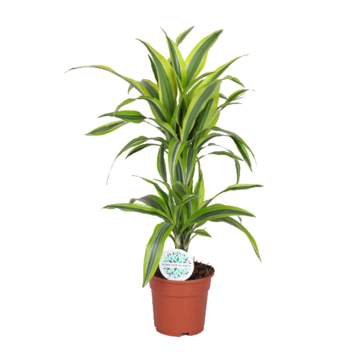 Dracaena Lemon Lime (drakenboom) – Ø17 cm, 65 cm hoog