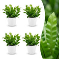 4× Asplenium Crispy Wave (fugleredefarn) i Potter-pyntepotte hvid – Ø12 cm, 30 cm høj