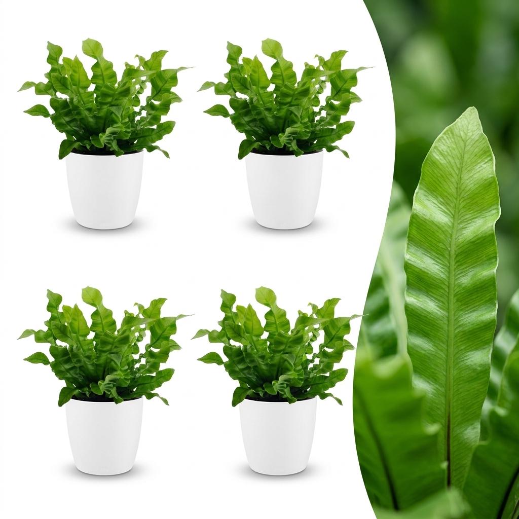 4× Asplenium Crispy Wave (fugleredefarn) i Potter-pyntepotte hvid – Ø12 cm, 30 cm høj