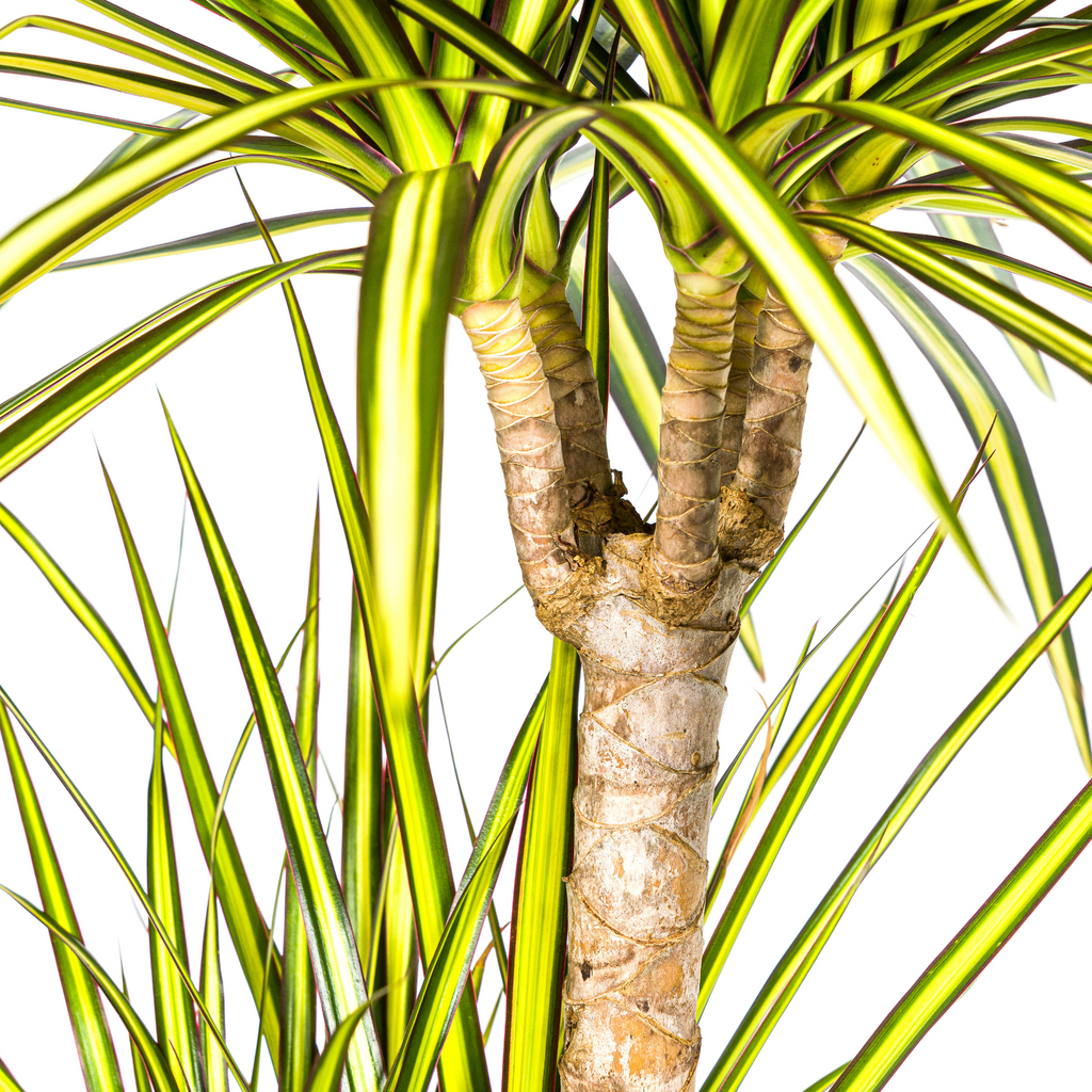 Dracaena marginata Sunray (drakenboom) – Ø21 cm, 100–110 cm hoog