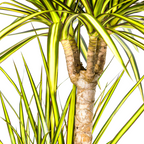 Dracaena marginata Sunray (drakenboom) – Ø21 cm, 100–110 cm hoog