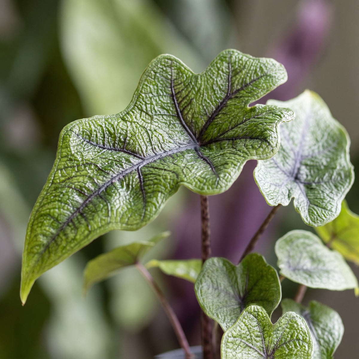 Alocasia Jacklyn (oreille d’éléphant) – Ø6 cm, 10 cm de haut