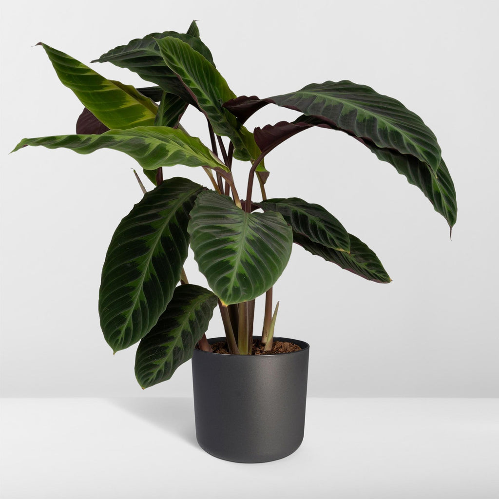 Calathea Warscewiczii – Ø19 cm, 70 cm høj