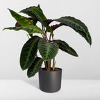 Calathea Warscewiczii – Ø19 cm, 70 cm høj