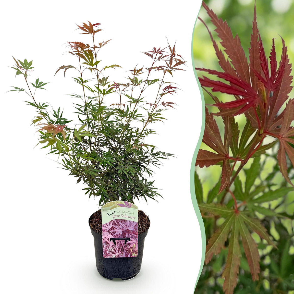Acer palmatum 'Jerre Swarts' (donker rood) – donkerrood – Ø19 cm, 70 cm hoog