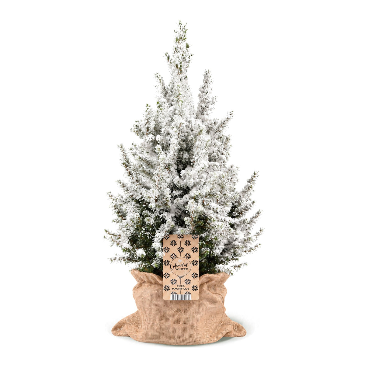 Picea glauca Conica (petit sapin de Noël) en toile de jute – Ø19 cm, 65 cm de haut – blanc