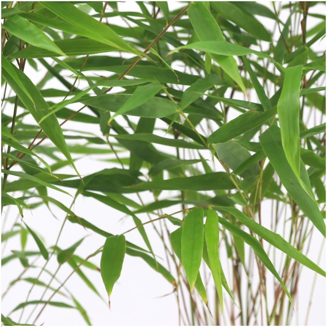 Fargesia rufa (bambus) – 6 planter, Ø13 cm, 25 cm høj – billede 3