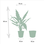 Alocasia Lauterbachiana (olifantsoor) met mand selin – Ø19 cm, 80 cm hoog