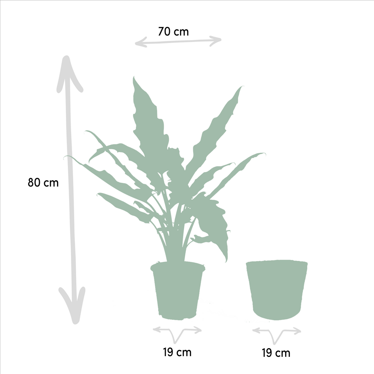 Alocasia Lauterbachiana (oreille d'éléphant) avec panier selin – Ø19 cm, 80 cm de haut