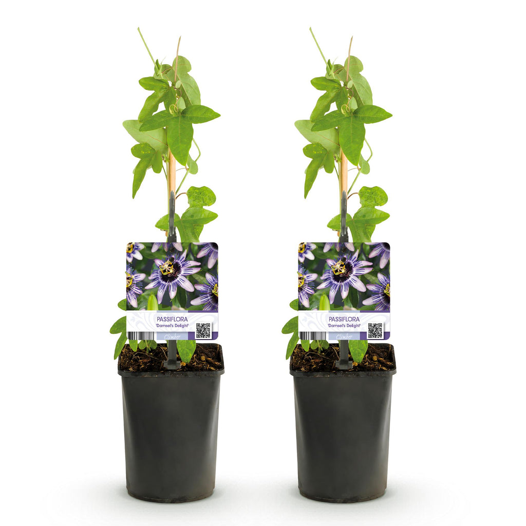 Passiflora 'Damsels Delight' (Passionsblume) – 2 Pflanzen, Ø 11 cm, 40 cm hoch – Bild 2