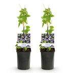 Passiflora 'Damsels Delight' (Passionsblume) – 2 Pflanzen, Ø 11 cm, 40 cm hoch