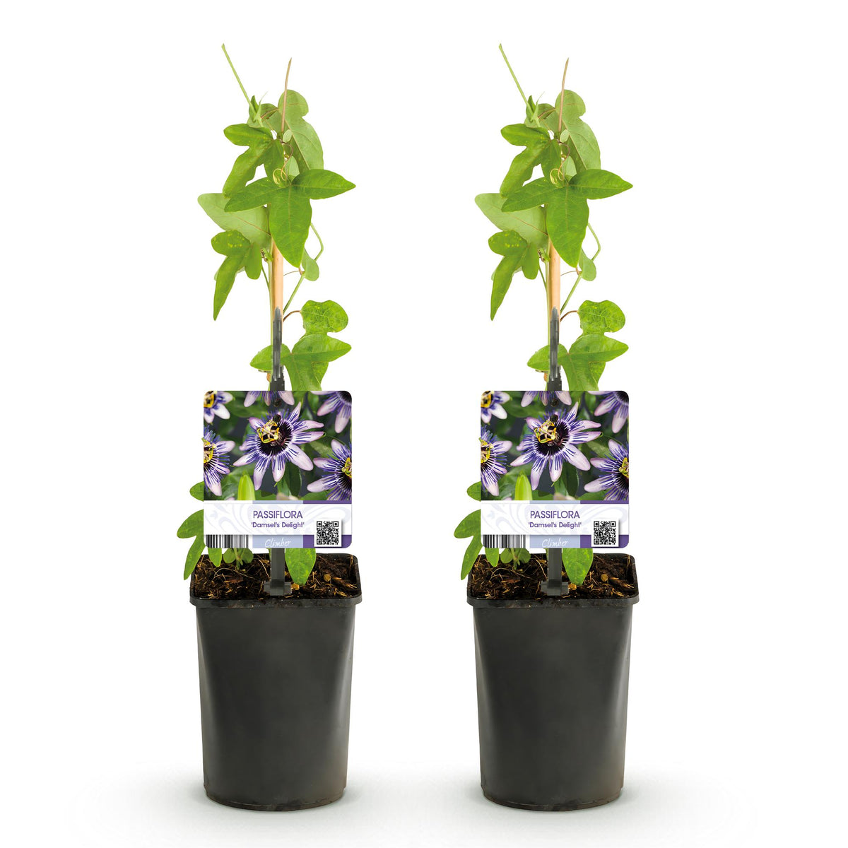 Passiflora 'Damsels Delight' (Passionsblume) – 2 Pflanzen, Ø 11 cm, 40 cm hoch – Bild 2