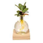 Calathea in Samoa glas – Ø12 cm, 10 cm hoog