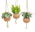 3× Pflanzenmix als Kokedama (Kugel aus Kokosfaser) – Ø 17 cm, 28 cm hoch