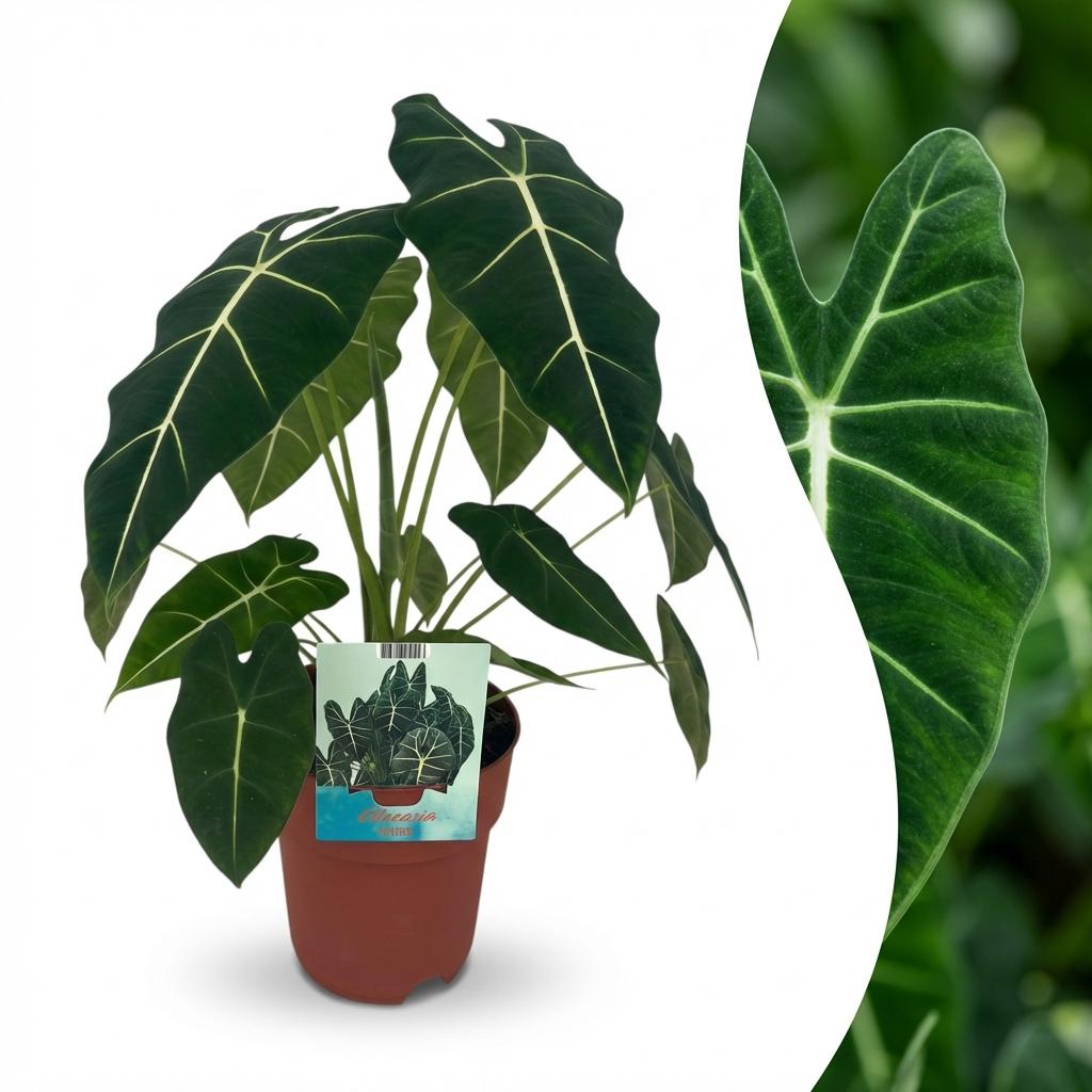 Alocasia Frydek (oreille d'éléphant) – Ø19 cm, 60 cm de haut