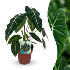 Alocasia Frydek (oreille d'éléphant) – Ø19 cm, 60 cm de haut