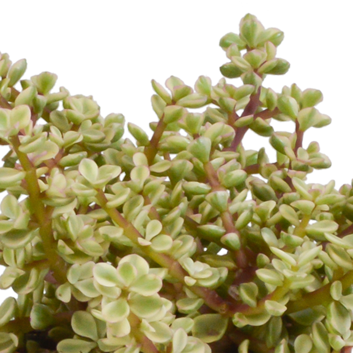Crassula-Mix (Jade-Pflanze) im weißen Topf – Ø 11 cm, 21 cm hoch